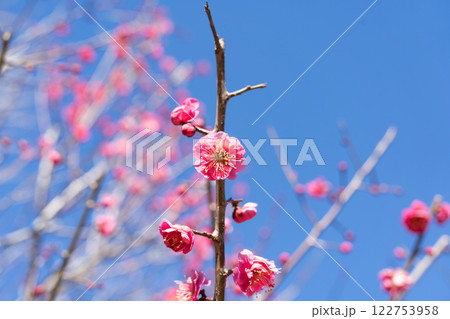 野梅 野梅 122753958