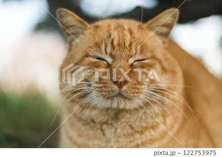 城ケ島　三崎　三浦市 122753975