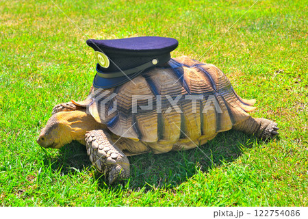 関西・近畿・餘部駅(余部駅)・道の駅の公園に勤務する空の駅の駅長、亀のそらちゃん・兵庫県香美町(1) 関西・近畿・餘部駅(余部駅)・道の駅の公園に勤務する空の駅の駅長、亀のそらちゃん・兵庫県香美町(1) 122754086