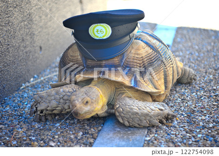 関西・近畿・餘部駅(余部駅)・見回りをする空の駅の駅長、亀のそらちゃん・兵庫県香美町(4) 関西・近畿・餘部駅(余部駅)・見回りをする空の駅の駅長、亀のそらちゃん・兵庫県香美町(4) 122754098