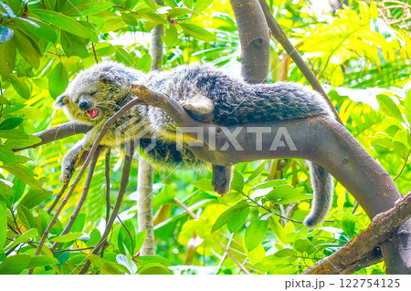 A Malayan binturong or Arctictis binturong is lounging on a branch of a shady tree in a cool atmosphere with a gentle breeze. A Malayan binturong or Arctictis binturong is lounging on a branch of a shady tree in a cool atmosphere with a gentle breeze. 122754125