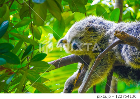 A Malayan binturong or Arctictis binturong is lounging on a branch of a shady tree in a cool atmosphere with a gentle breeze. 122754130