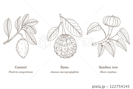 Collection of edible and medicinal plants 122754145