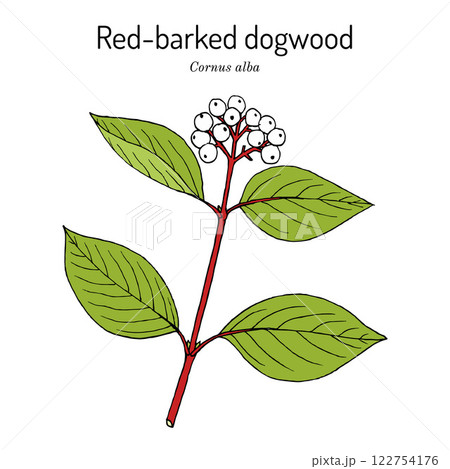 Red-barked, white or Siberian dogwood Cornus alba , ornamental plant Red-barked, white or Siberian dogwood Cornus alba , ornamental plant 122754176