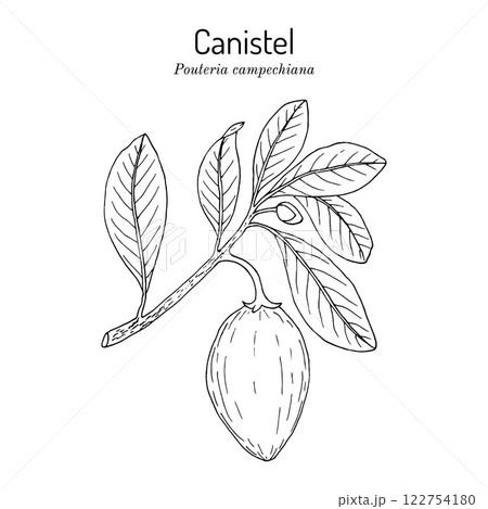 Cupcake fruit or canistel Pouteria campechiana , edible and medicinal plant Cupcake fruit or canistel Pouteria campechiana , edible and medicinal plant 122754180