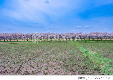 栃木県那珂川町 北向田の桜並木 栃木県那珂川町 北向田の桜並木 122754208