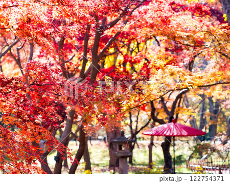 晩秋の秋晴れに映える鮮やかに色づいた紅葉と赤い和傘の景色 122754371