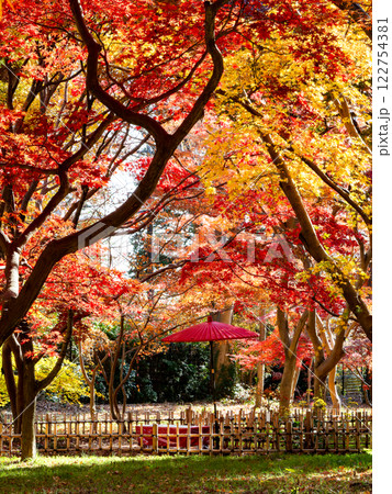 晩秋の秋晴れに映える鮮やかに色づいた紅葉と赤い和傘の景色 122754381