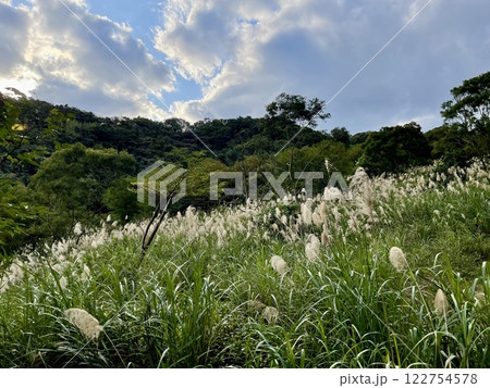 景色 風景 植物 122754578