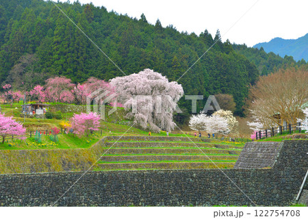 奈良県宇陀市の又兵衛桜 122754708