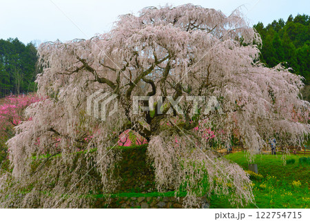 奈良県宇陀市の又兵衛桜 122754715