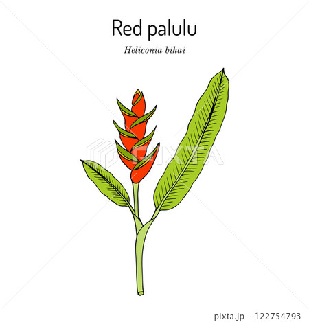Red palulu Heliconia bihai , ornamental and medicinal plant 122754793