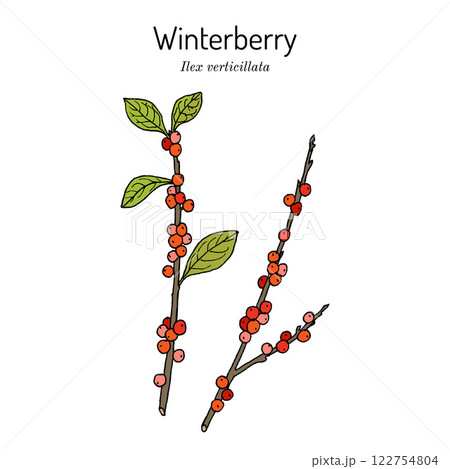 Winterberry or fever bush ilex verticillata , ornamental and medicinal plant. 122754804