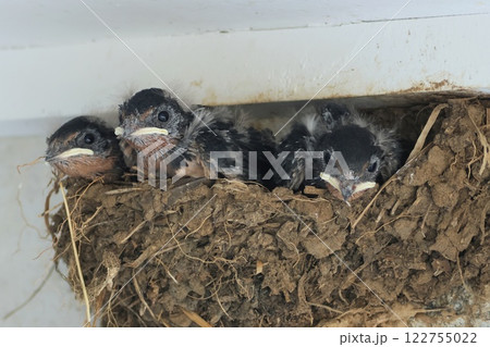 ツバメの巣　雛が3羽　2回目の営巣なので少なめ 122755022