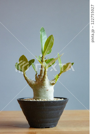 アデニウム・アラビカム 122755027
