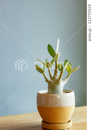 アデニウム・アラビカム アデニウム・アラビカム 122755029