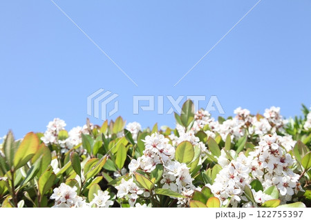 青空とシャリンバイ 122755397