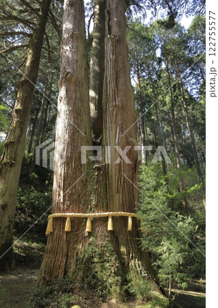 日本屈指のパワースポット御岩神社の御神木「三本杉」 日本屈指のパワースポット御岩神社の御神木「三本杉」 122755577