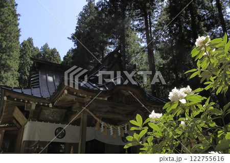 日本屈指のパワースポット御岩神社の逆光に輝く白いシャクナゲの花と拝殿 日本屈指のパワースポット御岩神社の逆光に輝く白いシャクナゲの花と拝殿 122755616