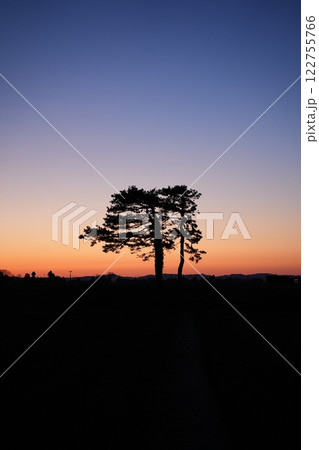 寄り添う木 122755766