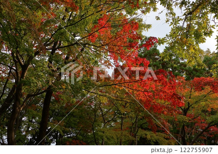 The scenic beauty of Yokokan Garden in Fukui City in Fukui prefecture Japan 122755907