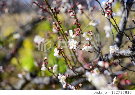 十郎 梅 春の花 素材 122755930