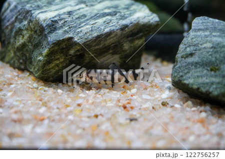 パキスタンローチ 122756257