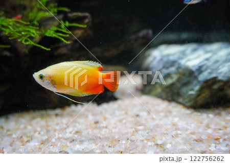 ゴールデングラミー 122756262