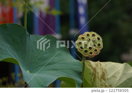 ハスの花托 ハスの花托 122756505