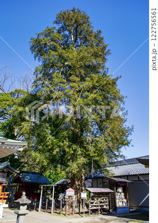 埼玉県白岡市　白岡八幡神社　御神木　神馬伝承の神社 122756561