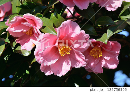 サザンカ 122756596