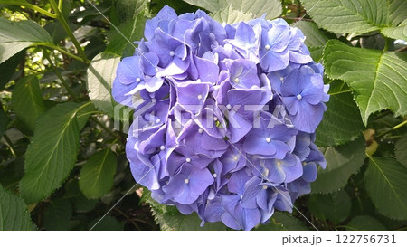 明月院の紫陽花(青) 122756731