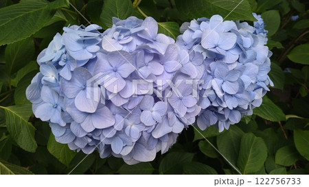 明月院の紫陽花(青) 122756733