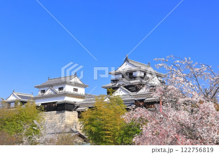 【愛媛県】桜が満開の松山城天守閣 【愛媛県】桜が満開の松山城天守閣 122756819