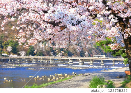 【京都府】満開の桜と嵐山渡月橋 122756825