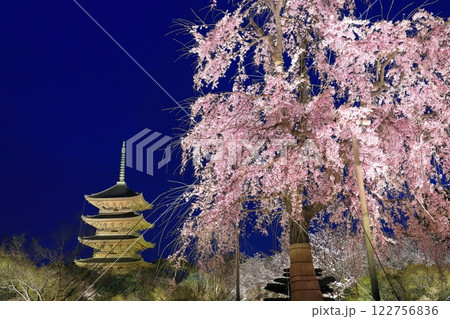 【京都府】ライトアップされた東寺と不二桜（夜間特別拝観） 122756836