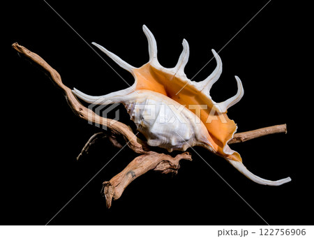 Lambis Spider Conch on driftwood Black Background 122756906