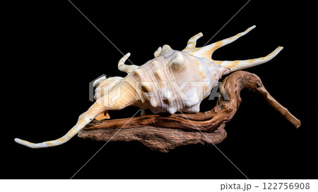 Lambis Spider Conch on driftwood Black Background Lambis Spider Conch on driftwood Black Background 122756908