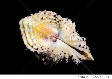 Horse Hoof Clam on black background Horse Hoof Clam on black background 122756921