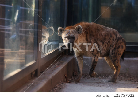 実は可愛い顔のブチハイエナ 実は可愛い顔のブチハイエナ 122757022