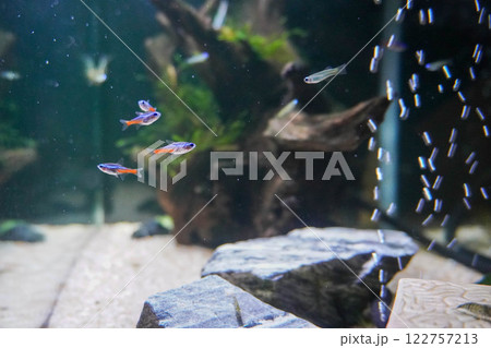 水槽の風景 122757213