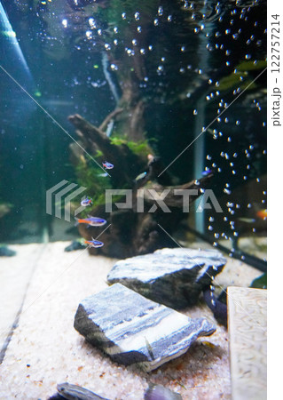 水槽の風景 122757214