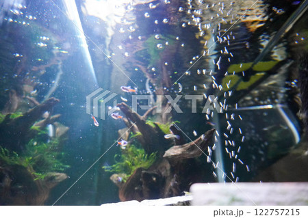 水槽の風景見上げ 122757215