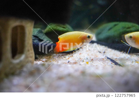 アップのグラミー アップのグラミー 122757965