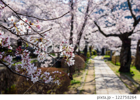 京都 哲学の道の春 京都 哲学の道の春 122758264