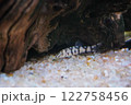 流木とパキスタンローチ 122758456