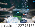 水槽の風景 122758457