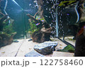 水槽の風景 122758460