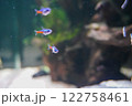 アップのテトラ 122758461