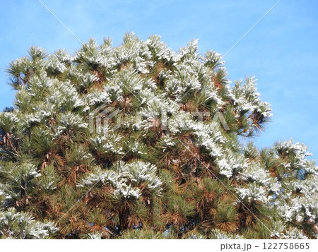 樹木への雪の付着:テーダ松 樹木への雪の付着:テーダ松 122758665
